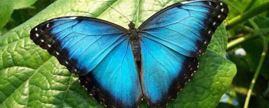 blue-morpho-butterfly